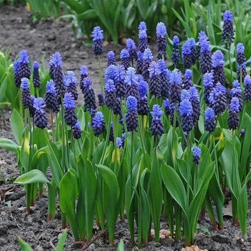 Potted/Plants/Rhizome/Ornamental/Resistant/Bedding/Gorgeous Hyacinth Hyacinth bulbs-6bulbs-D