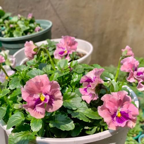 semillas de pensamientos resistentes - jardín Decoración 300pcs
