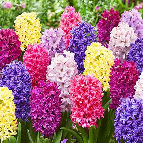 Bulbi Fiori Perenni da Esterno - 15 Bulbi Giacinto Mix Economico - Piante e fiori esclusivi dall’Olanda - 3 varietà profumate - per giardino, vaso e vetro (non semi, non artificiali)