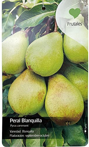ARBOL FRUTAL NATURAL DE PERAL BLANQUILLA M22 150CM (SEPTIEMBRE - OCTUBRE) PERFECTO PARA EXTERIOR