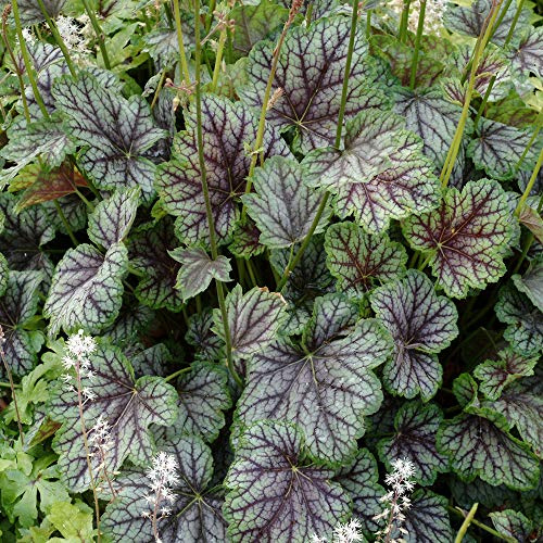 Heuchera Green Spice Korallen Glockenblumen mehrjährige winterharte Gartenpflanzen im Pflanztopf