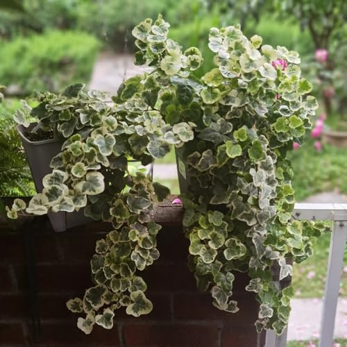 efeu, Ivy Vines gartenpflanzen winterhart mehrjährig hängepflanzen, zaun deko vines green wall, deko vine luftreinigende zimmerpflanzen balkon 125samen