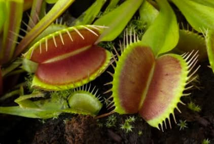 Dionaea muscipula: Betreten Sie die einzigartige Welt der karnifressenden Pflanzen, ein grünes Wunder, das elegante Schönheit und faszinierende Funktionen in Ihr Haus bringt