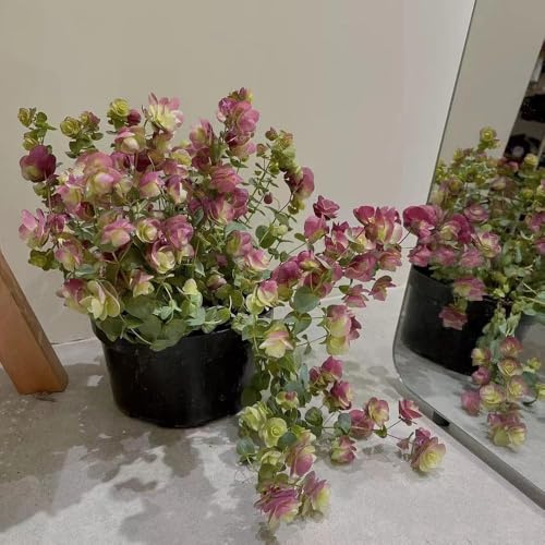 oregano - zimmerpflanze kräuterpflanzen dekopflanzen balkon bonsai kräutersamen winterharte kübelpflanzen winterfeste für balkon garten 250samen