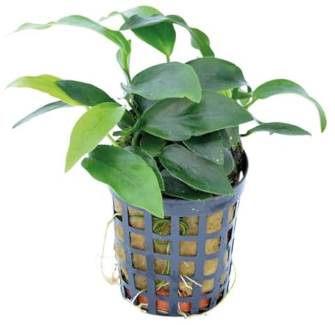 AP-ART's Wasserpflanze Anubias nana mini Aquarienpflanze einfache Pflanze langsam wachsende Aquariumpflanze