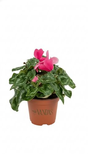 Vandas Ciclamino – Pianta Fiorita da Interno ed Esterno | Vaso Diametro 15 cm, Fiori Rosati | Facile Cura e Crescita | Made in Italy [Colore in base alla disponibilità]