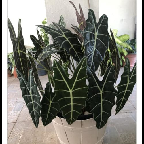Raíz de oreja de elefante -estilo tropical - alta y recta - decoración paisajística de patio de jardín- resistente al frío - /【CXXFGFT】.-4 Rizoma-D