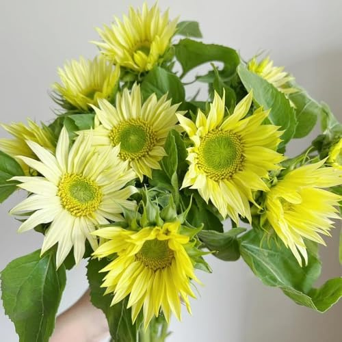 semillas de girasol semillas de pradera silvestres perennes jardin balcón girasol pradera 80pcs