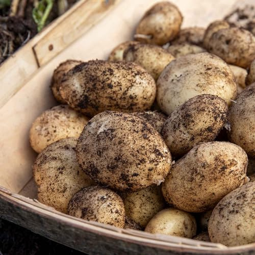 Marshalls Garden Seed Potato Rocket First Early variety 1KG/2KG (1kg)