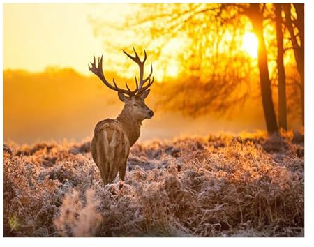 SHEGZHUC 50x40cm Diamond Painting Hirsch Reh Sonnenuntergang Tiere Landschaft Diamant Malerei Stickerei Kreuzstich Geschenk Wanddekoration