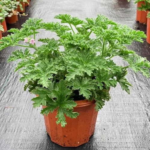 Semillas de geranio limón, semillas de geranio perfumado, Balcón con jardín de Pelargonium graveolens - exóticas 40pcs
