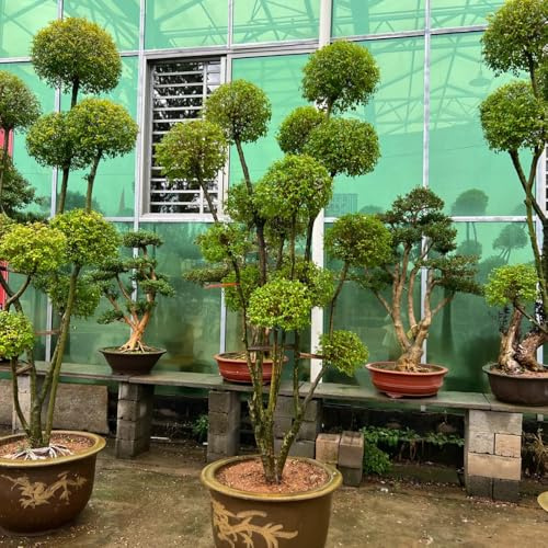 aligustre, interior exóticas balcón parterre jardín 450semillas