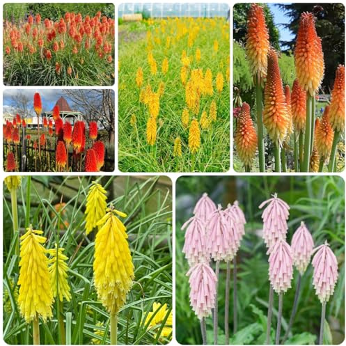 lirio antorcha - Kniphofia uvaria - de jardín de semillas pradera, sombra Cobertura vegetal macizos, resistente semillas silvestres 130semillas