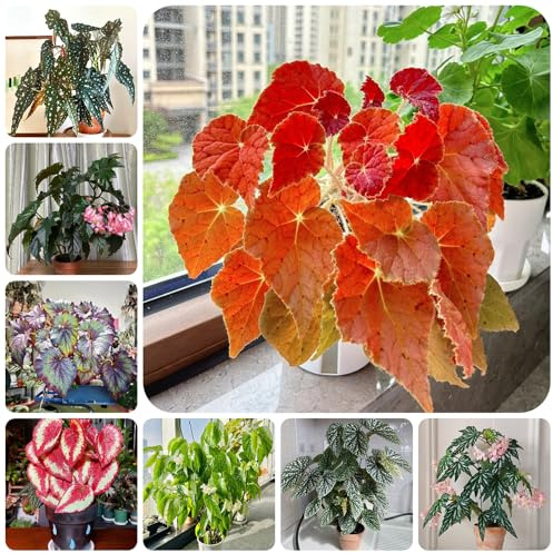 semillas de begonia trepadora rara cortadas balcón ornamentales con en orgánicas de exterior decoración sala 85pcs