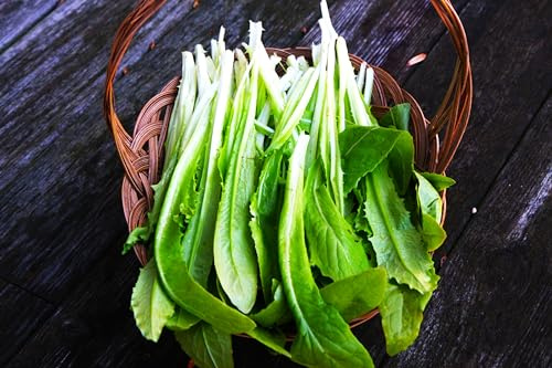 1650mg Sword Leaf Looseleaf Lettuce Seeds, USDA Certified Organic, Non-GMO, Produce of USA, Yu Mai Tsai, Around 1000 Seeds, 油麦菜