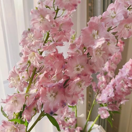 semi resistenti di delphinium, ombra di delphinium da giardino, appartamento, giardino roccioso 180pcs