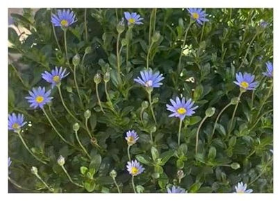 Pcs - 10x Felicia Amelloides Blue Marguerite Garden Plants - Seeds B920 & Plants Shop by Ipsa