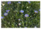 Pcs - 10x Felicia Amelloides Blue Marguerite Garden Plants - Seeds B920 & Plants Shop by Ipsa