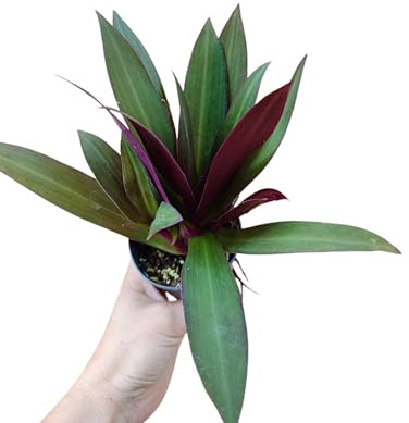 Tradescantia spathacea Purple Passion Erba Miseria pianta da giardino vaso 10 cm