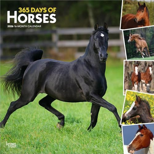 Horses 365 Days Of 2026 Square Flap