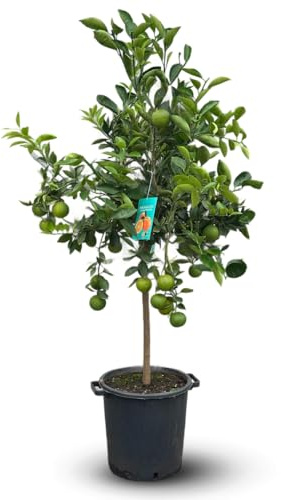 Attitude Jardin - Oranger - agrume méditerranéen - arbre fruitier - 170-190 cm - ⌀ 35 cm