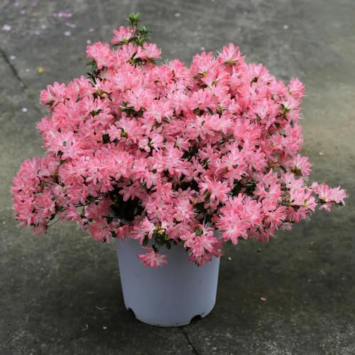 semillas de rododendro de jardin resistentes semillas exóticas Las perennes son perennes resistentes decorativas 120pcs