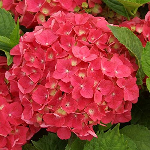 Bauernhortensie 'Leuchtfeuer' - Hydrangea Macrophylla 'Leuchtfeuer' - 25-30 cm Topf - Rote Blüten, kompakte Form