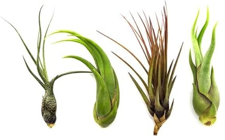 Pack 4 Plantas del Aire Tillandsias de Muchas Especies