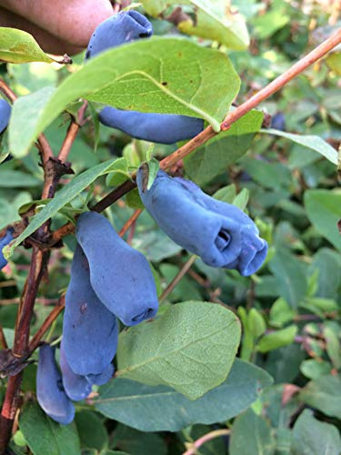 Gimolost 4 Pflanzen Sparset, Lonicera kamtschatica Honigbeere, Sibirische Blaubeere