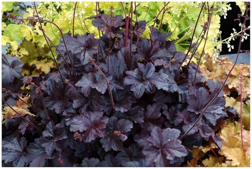 Stauden Gänge 3 x Heuchera Hybride 'Obsidian' im 1 Liter Topf (Staude/Winterhart/Bodendecker/Mehrjährig/Immergrün) Schwarzes Purpurglöckchen - Ein Hauch von Luxus für jeden Garten