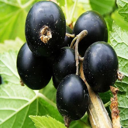 50 piezas de semillas frescas de grosella negra