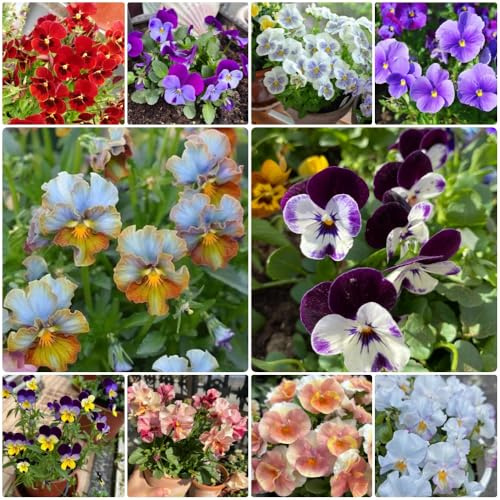 semillas de pensamiento, Las de pensamiento son resistentes Viola tricolor, de cobertura del suelo resistentes de jardín 400pcs