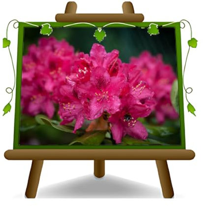 EURO PLANTS VIVAI Rhododendron Rose Foncé Nova Zembla Plante Ornementale sur Vase ø 26 cm Couronne 55~65 cm