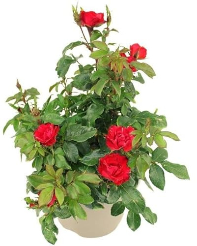 Rosal Meilland Zepeti Planta Ornamental para Exteriores Rosal Rosas Rojas