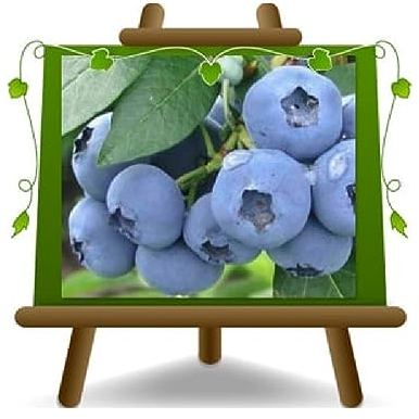 Arándanos Negro Gigante Americano variedad Denise Blue planta de frutos menores en maceta de 20 cm de altura 50-100 cm