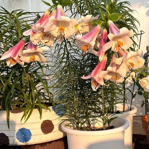 4zwiebeln lilien, lilium brownii, deko lilienzwiebeln winterharte kübelpflanzen, blumenzwiebel seltene balkon blumenzwiebeln