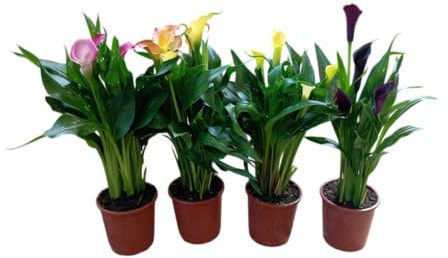 Pack de Calas Vivas Cuatro Plantas Naturales con Flores de Mix Color Perfectas para el Exterior