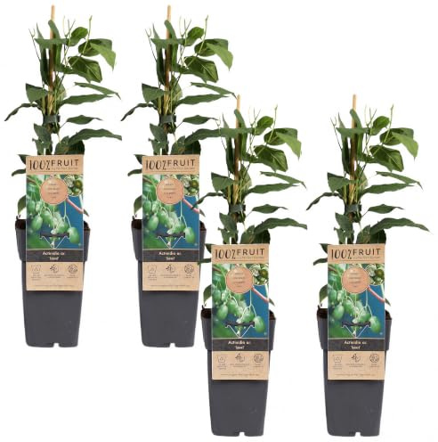 Actinidia Issai - Pianta di Kiwi da Esterno in Vaso - Pronta per Giardino o Terrazzo - Frutto Dolce Autocompatibile