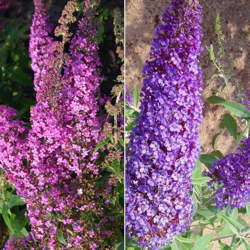 Duo-Schmetterlingsstrauch, Buddleja 'Reve de Papillion'®, blau-pink, Topf 5 lt.