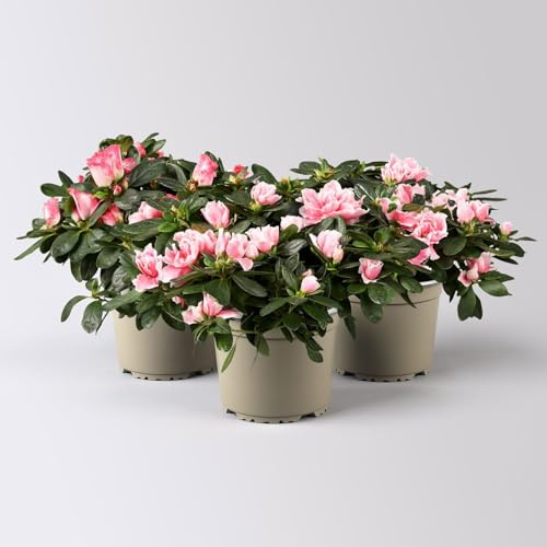 Azalee, 3er-Set, Rosa-/Weißtöne, gefüllt, Topf 12 cm Ø