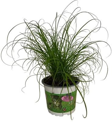Cyperus Natural – Planta Viva de Interior Segura para Mascotas