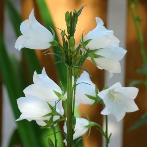 100 White Single Canterbury Bells,Campanula Medium,Cup and Saucer Seeds