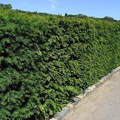 GardenersDream 5 x Taxus Baccata Plants - English Yew Hedging Plants - Evergreen Outdoor Shrubs for Garden - All Year Round Hedge Bushes for Gardens and Borders (20-40cm incl. 9cm Pot)