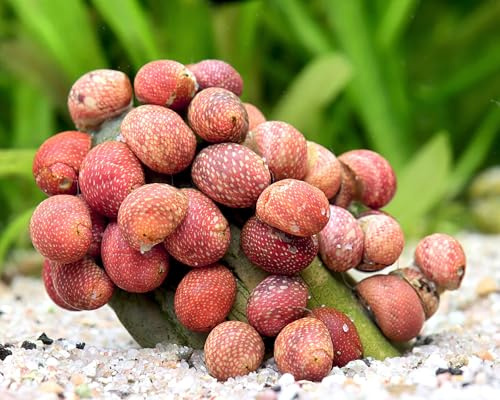 NatureHolic Pink Lady Schnecke Clithon sowerbianum 5 Stück - Aquarium Schnecken lebend - rosa Aquariumschnecke - Effektive Algenfresser - Nano-Aquarium geeignet - Natürliche Aquarien Reinigung