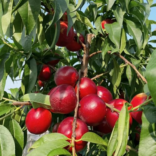 Semi di nettarine, nettarine decorazione del soggiorno giardino sul balcone da balcone rialzato da, di serra rampicanti aiuole 15pcs
