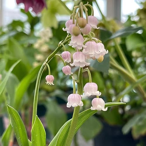 lirio de los valles, en de silvestres, lirio los valles Cultivar jardín en un balcón Cubresuelos resistentes interior suministros 10bulbos