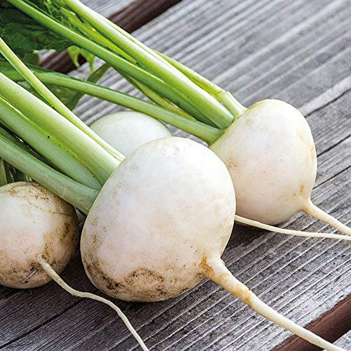Turnip ‘Rapa De Lodi’ ’ (Brassica rapa, Rapifera Group) Hardy Annual 1 Packet (5400 Seeds) by Thompson and Morgan