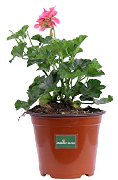 Pianta di Geranio diverse varietà pianta da esterno ornamentale fiori vari colori pianta decorativa vera venduta da eGarden.store (Geranio Edera Rosa)