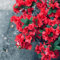 semillas resistentes de plantas de rododendro, semillas de plantas azalea resistente plantas en macetas con flores Semillas de flores aptas para las abejas, plantas resistentes 500pcs