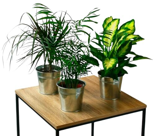 Pack 3 Plantas Naturales de Interior Chamaedorea + Dieffenbachia + Dracaena Marginata en Macetas Ø 12-13 cm Decoración del Hogar